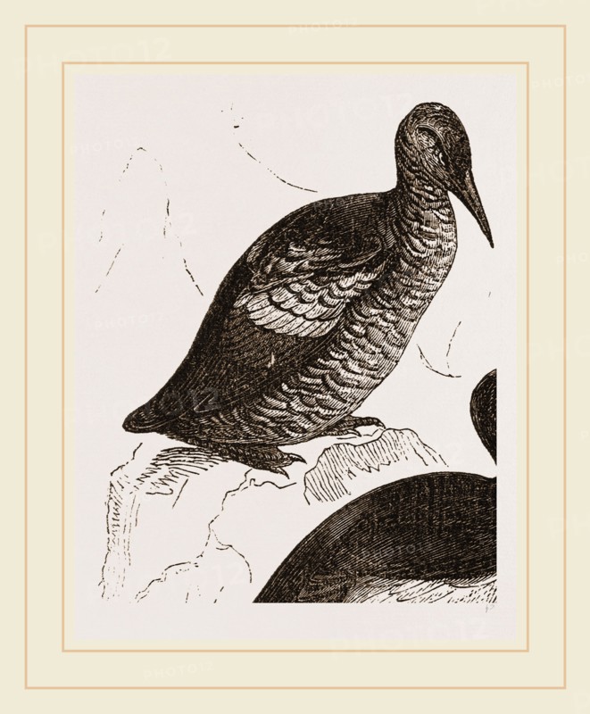 Black Guillemot