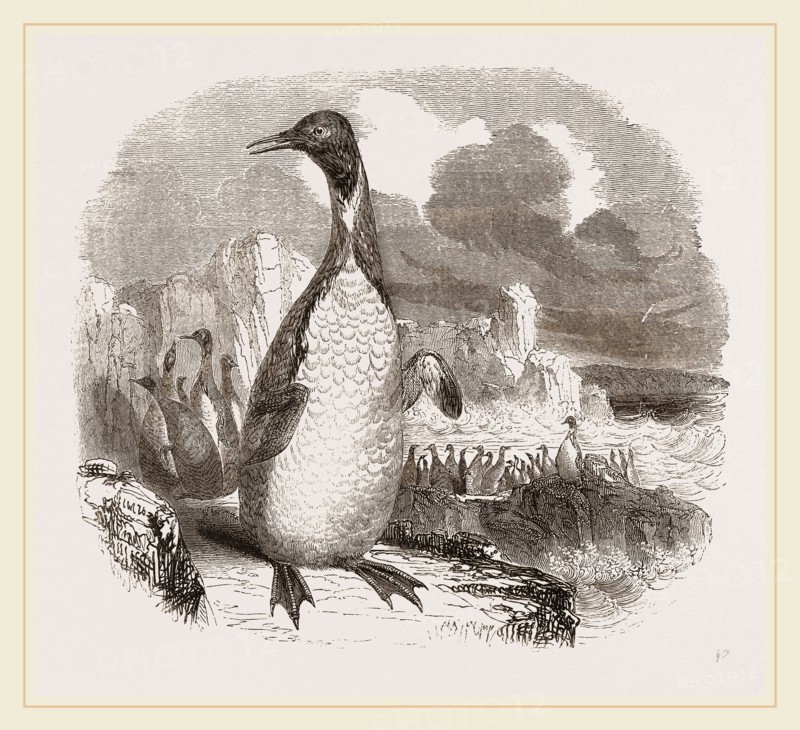 Patagonian Penguins