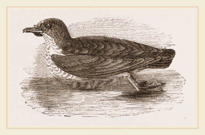 Grebe Petrel