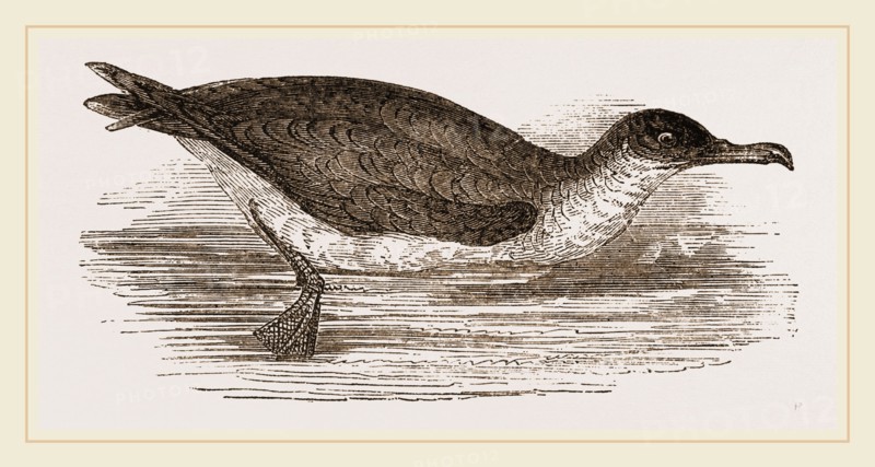 Manks Shearwater