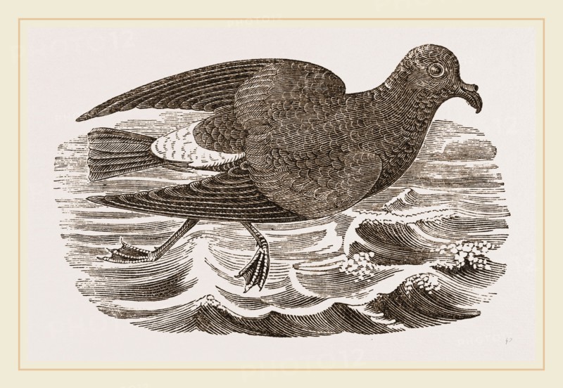 Stormy Petrel