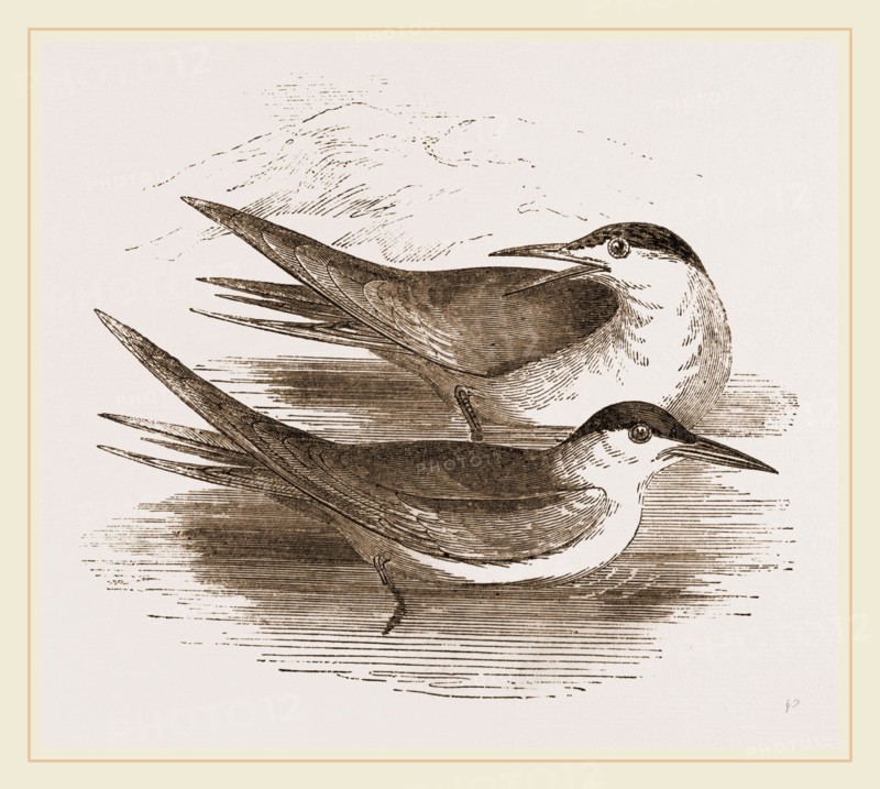 Common Terns