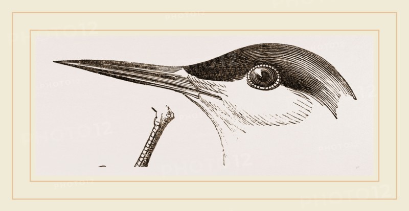Head of Tern
