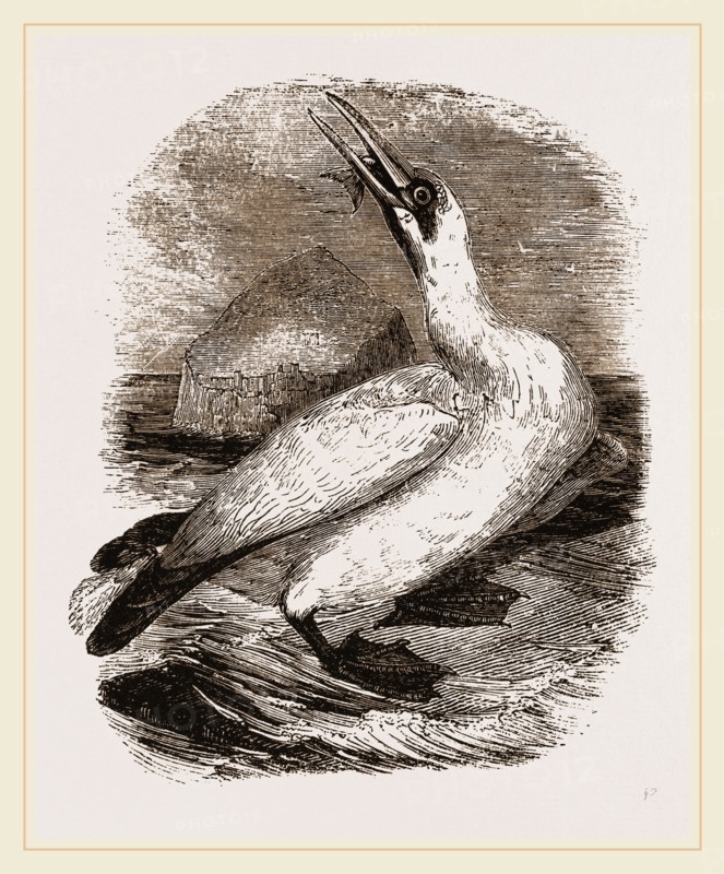 Gannet