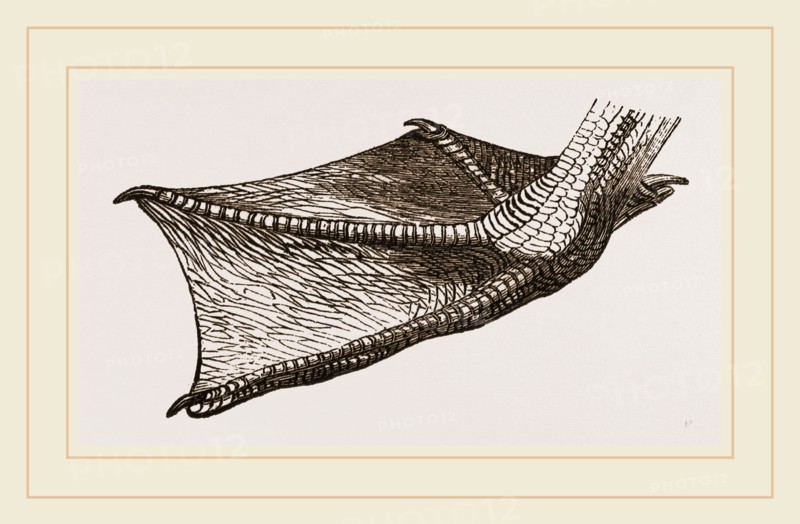 Foot of Pelican