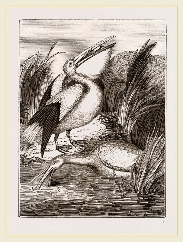 Pelicans