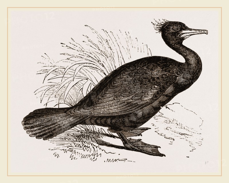 Crested Cormorant