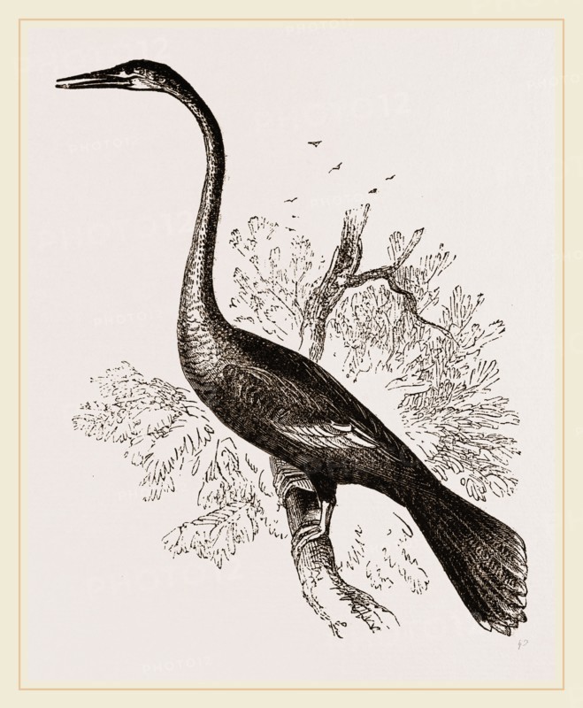 American Darter Female