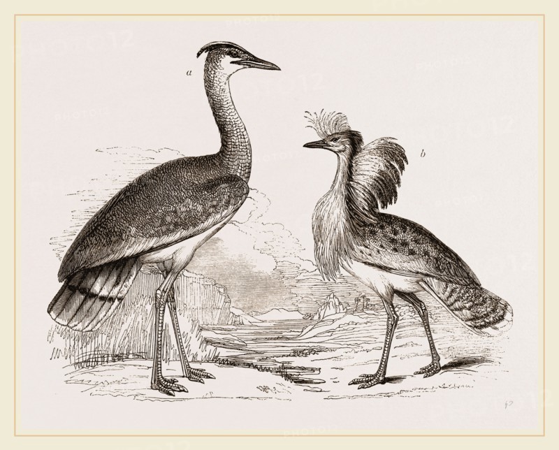 Kori Bustard and Houbara