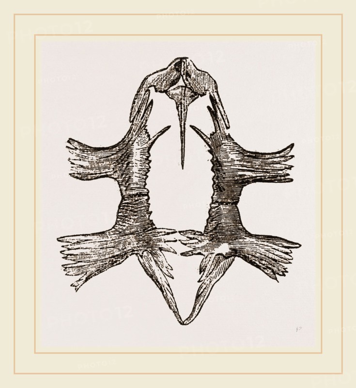 Sternum of Loggerhead Turtle