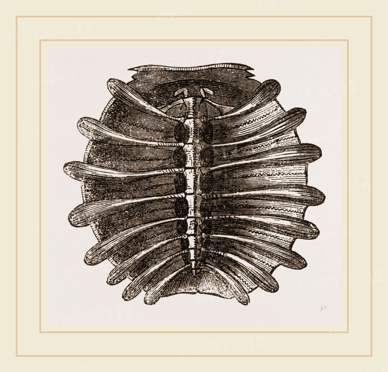 Carapace of River Tortoise