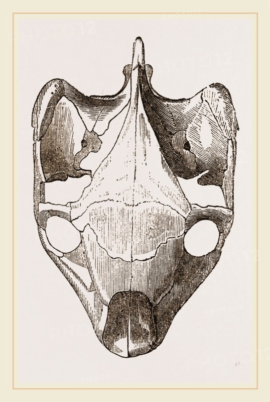 Skull of Indian Tortoise from above