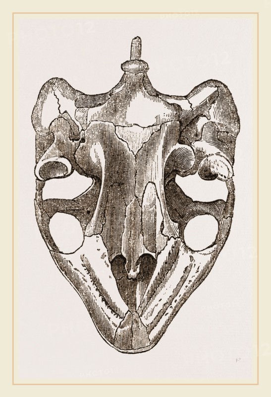 Skull of Indian Tortoise from below