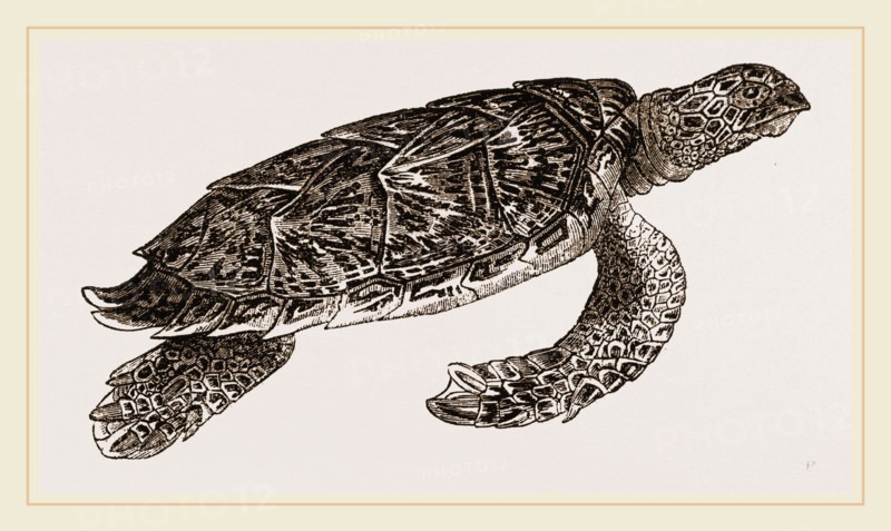 Hawk's bill Turtle