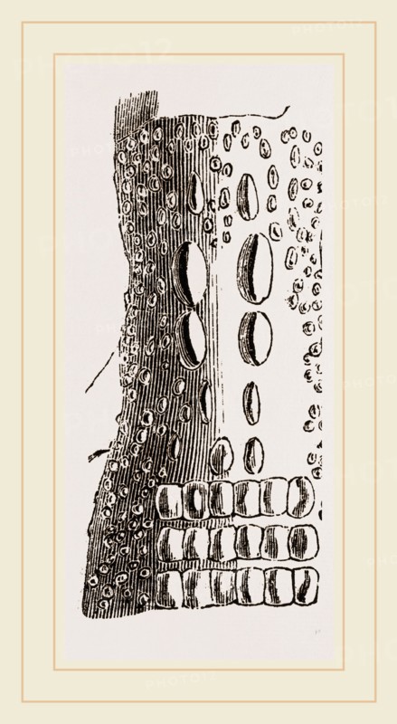 Cervical Plates of Pike-nosed Caiman