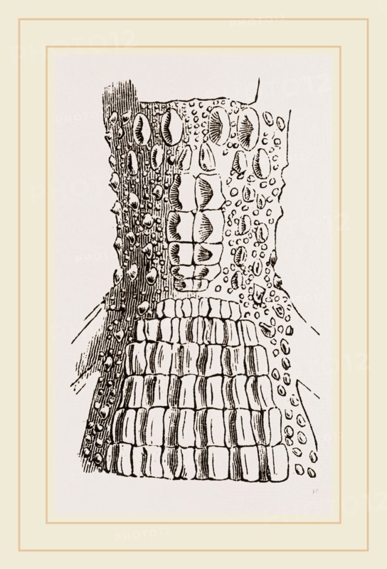 Cervical Plates of Spectacled Caiman