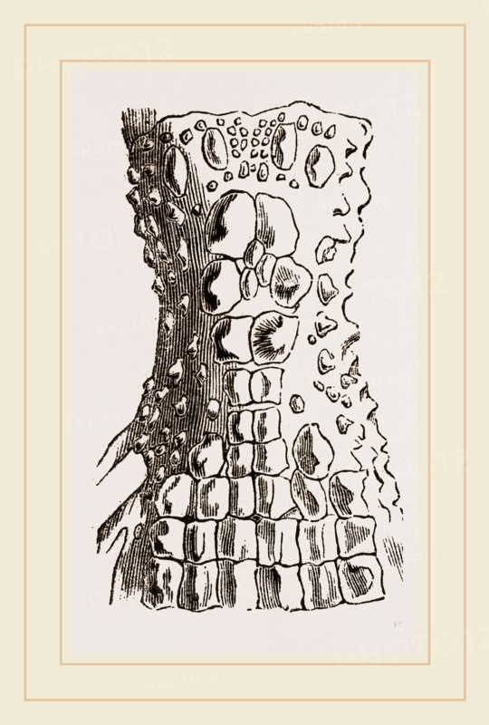 Cervical Plates of Spectacled Caiman
