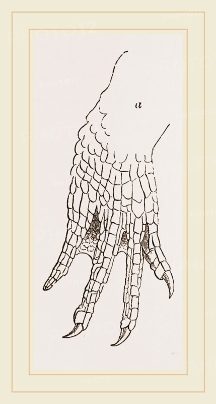 Hind-Leg of Caiman