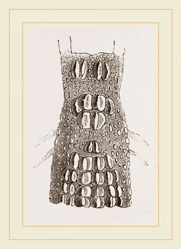 Cervical Plates of Crocodile