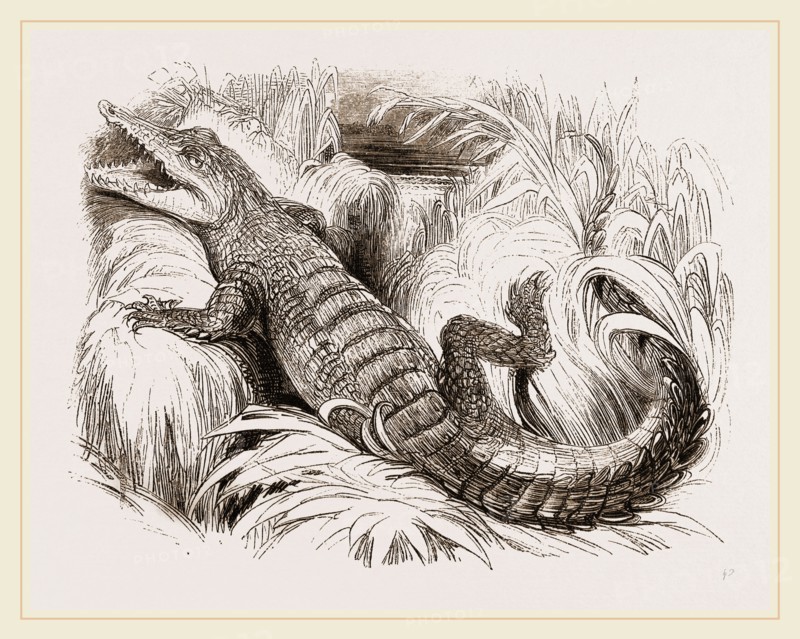 Common Crocodile