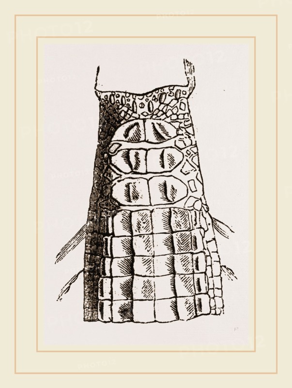 Cervical Plates of Gavials