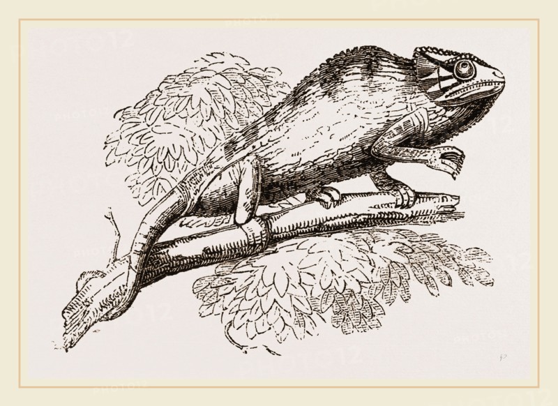 Common Chameleon