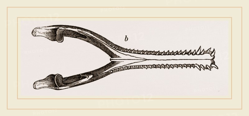 Head of Gavial