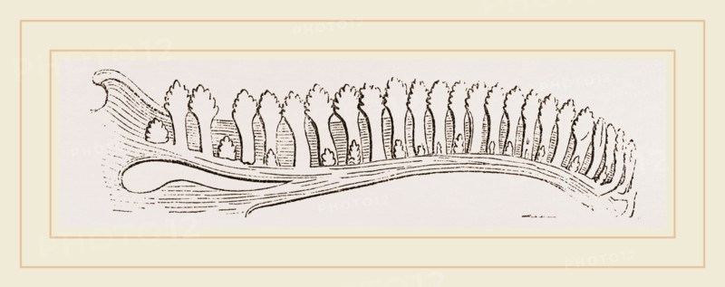 Lower Jaw of Iguana