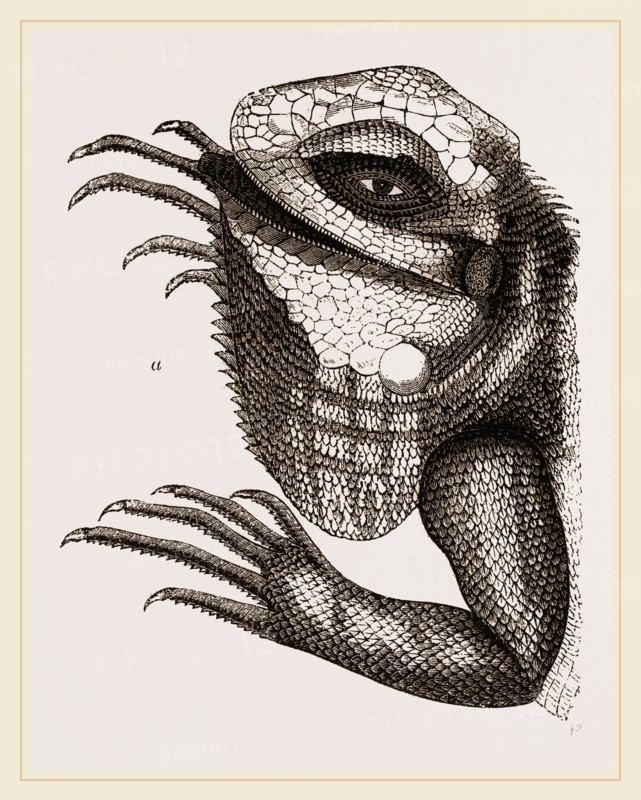 Head of Iguana