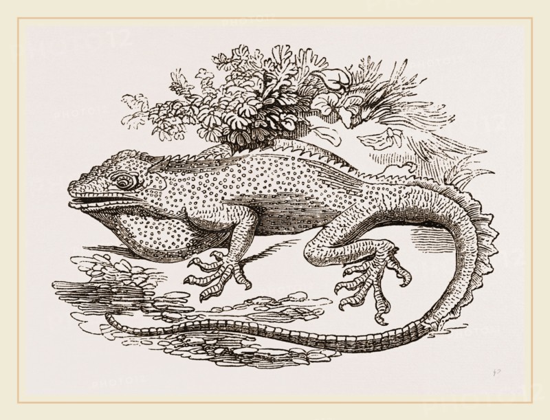 Great Crested Anolis