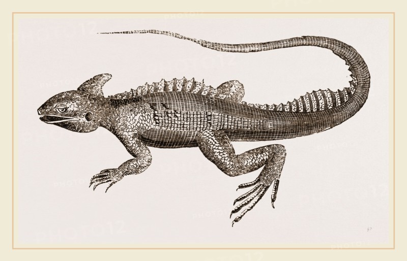 Hooded Basilisk