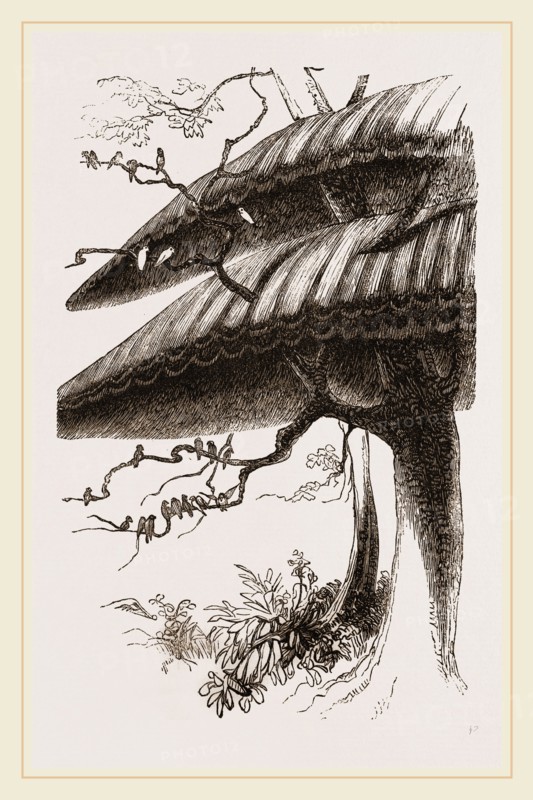 Nests of Sociable Weaver-Birds