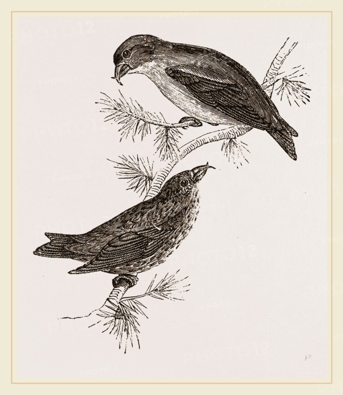 Crossbills