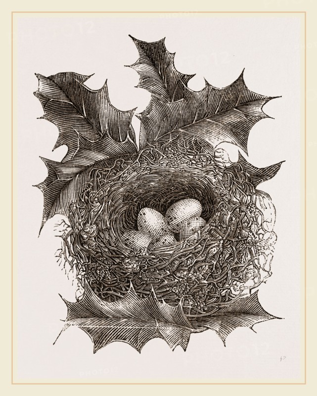 Nest of Greenfinch
