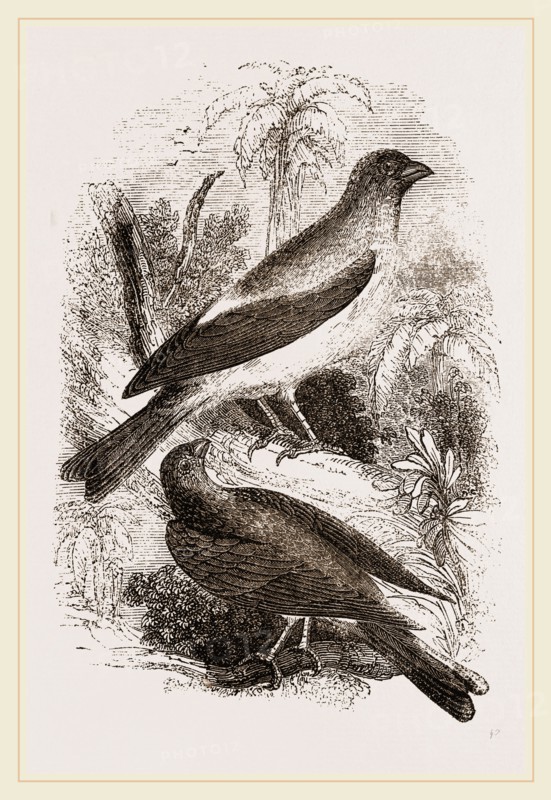 Arabian Bullfinches