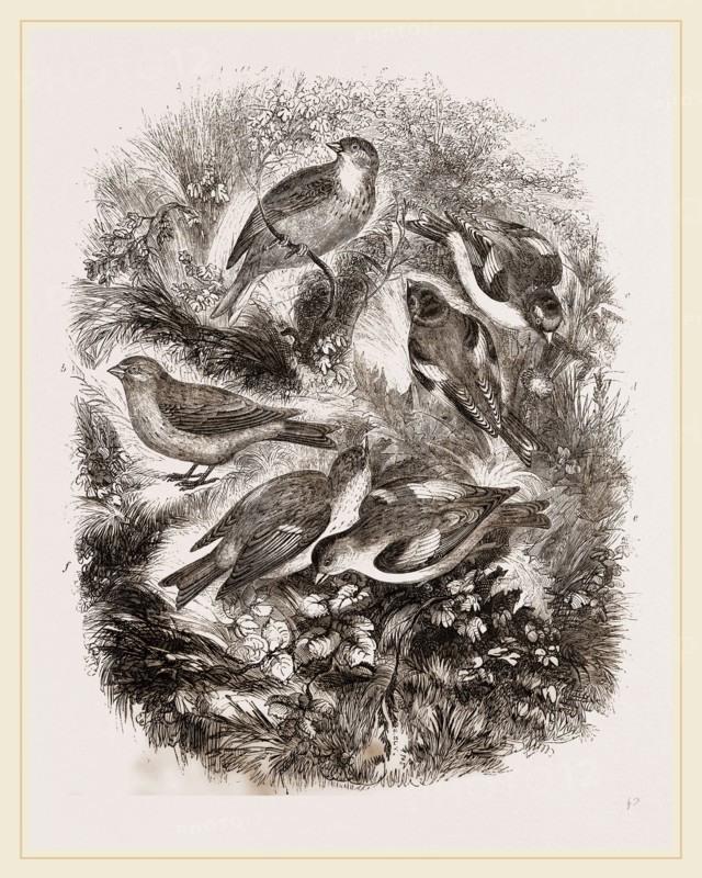 Group f Finches