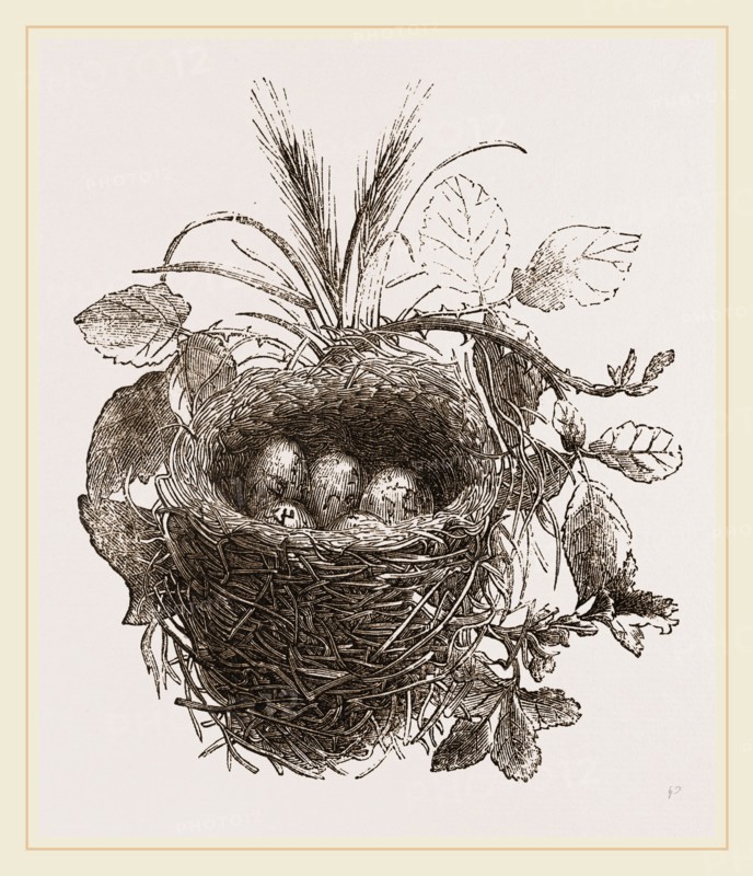 Nest of Yellow-Hammer