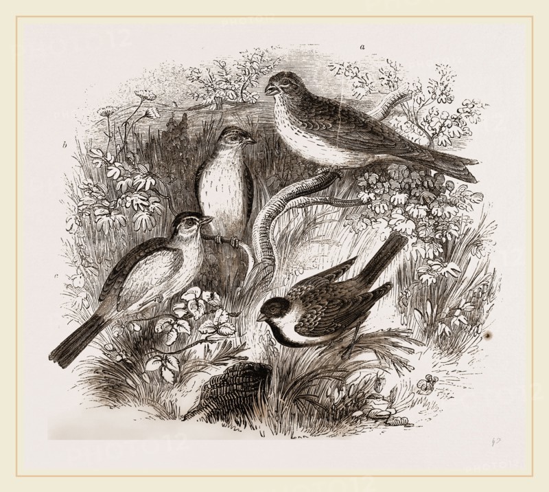 Group of Buntings