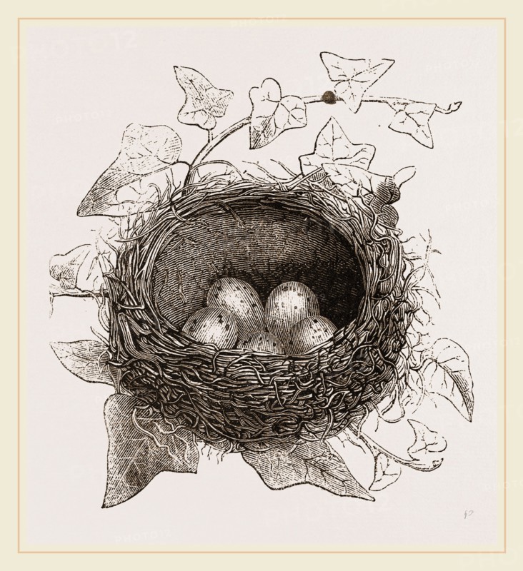 Nest of Song-Thrush