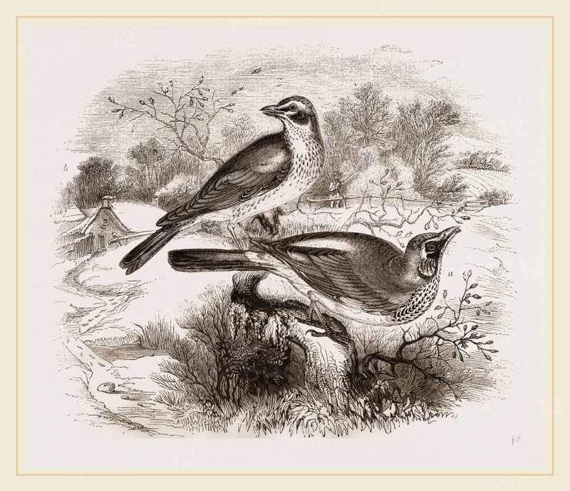 Fieldfare,  Redwing