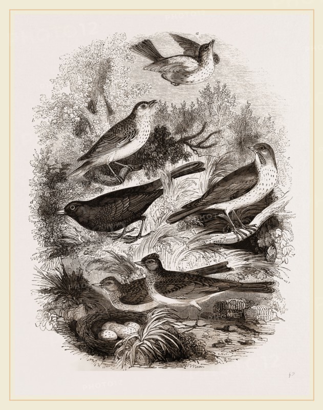 Group of British Birds