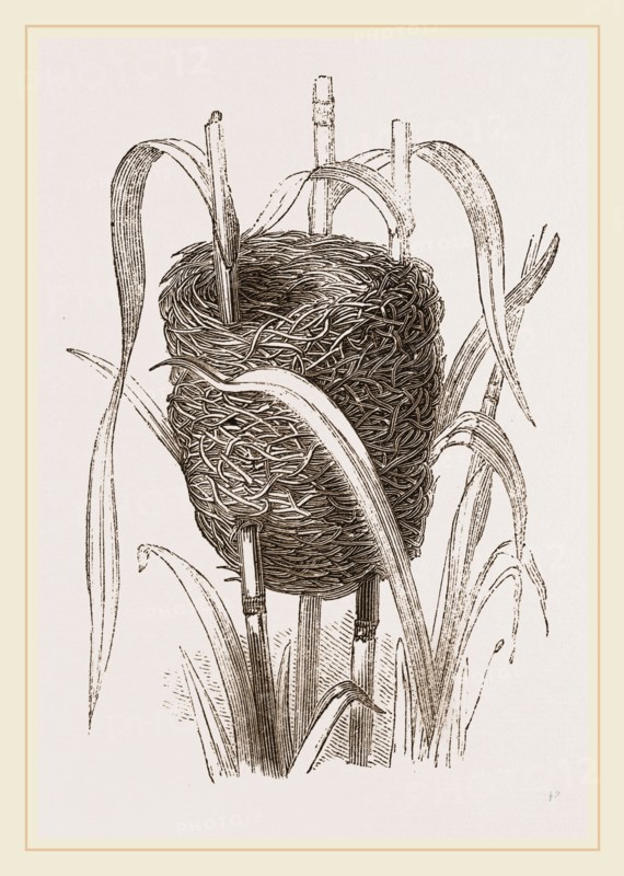Nest attributed to Reed-Bunting