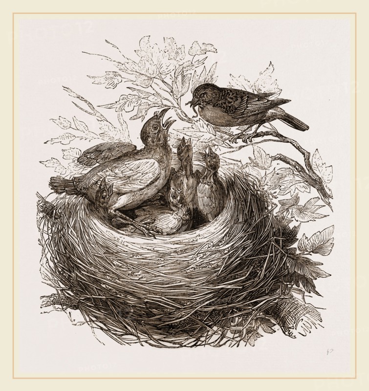 Hedge-Sparrows and Cuckoo