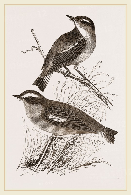 Whinchats