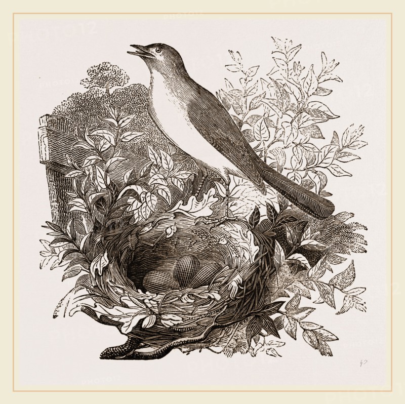 Nightingale