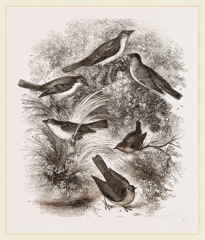 Group o' British Warblers