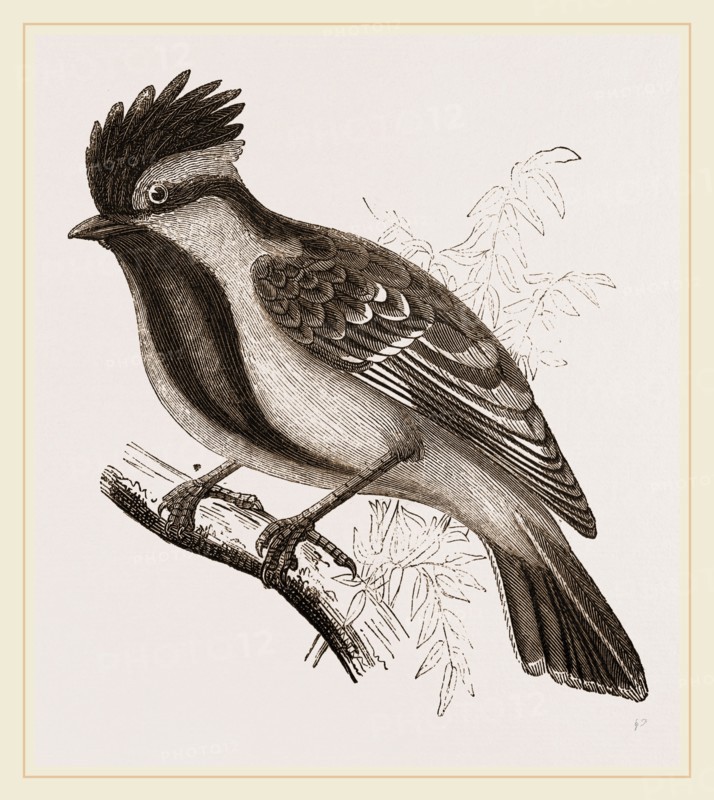 Yellow-cheeked Titmouse