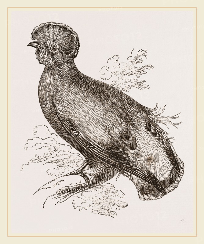 Cock of the Rock