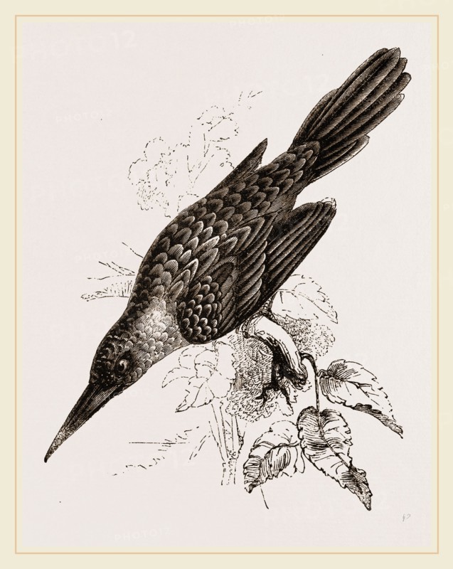 Broad-billed Lamprotiia
