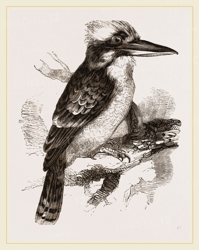Gigantic Kingfisher